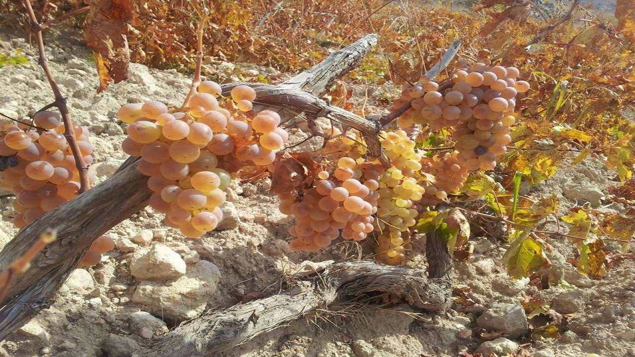 Üzüm fiyatları sakin seyrediyor! Kahramanmaraş’ta pekmez ve şıralık üzüm fiyatlarında son durum!