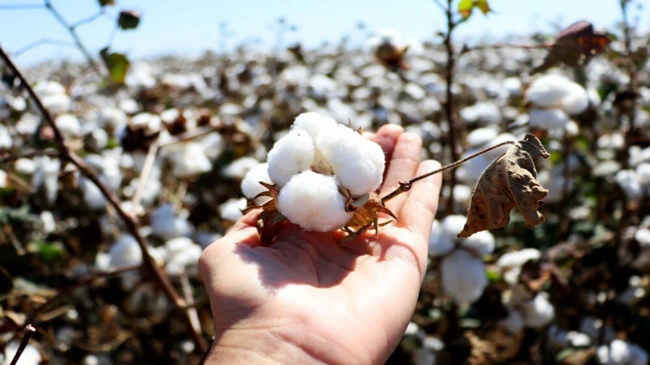 Kahramanmaraş’ta pamuk fiyatı sert düştü!