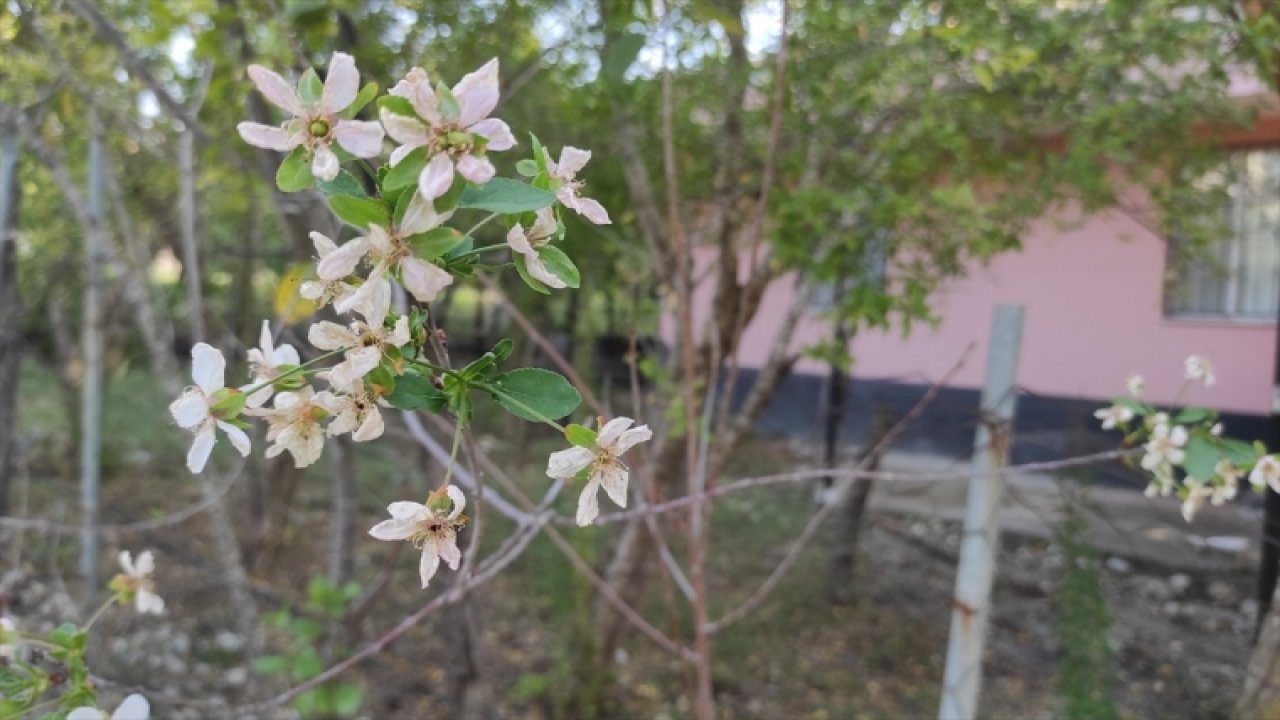 Mevsimler şaştı meyve ağaçları çiçek açtı!
