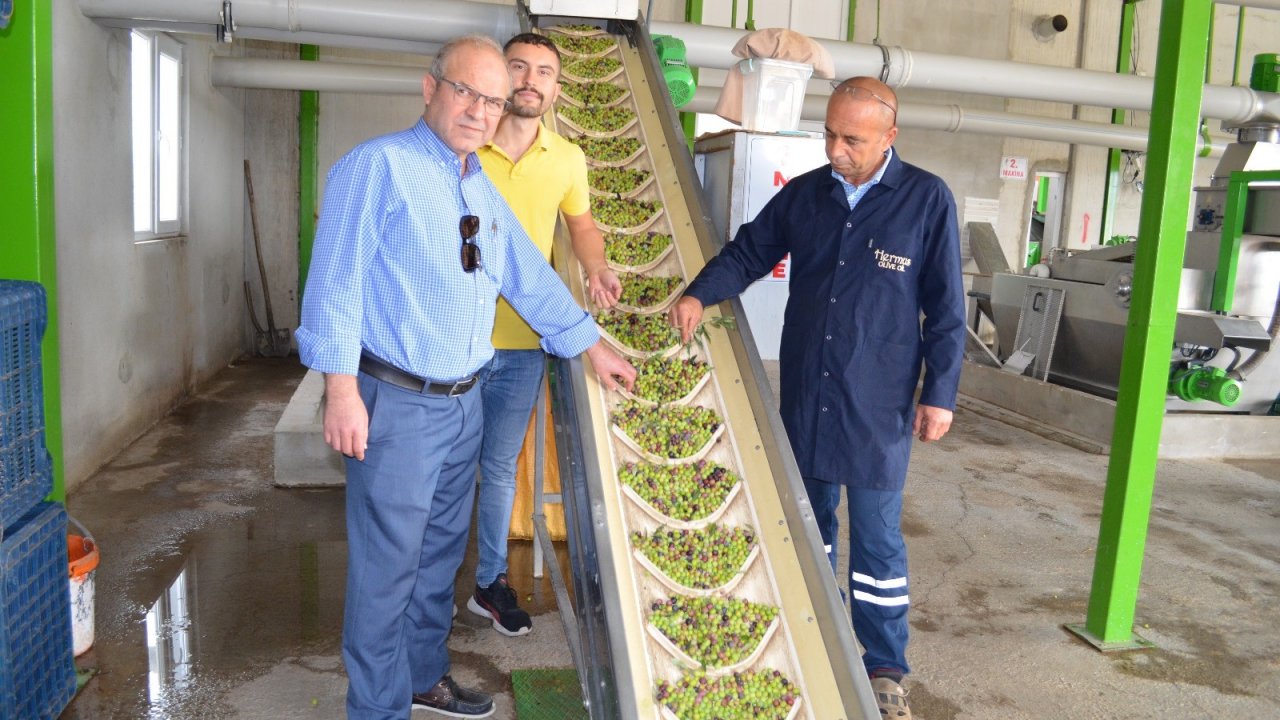 Ateş pahası olan zeytinyağında fabrikalar sezonu açtı!