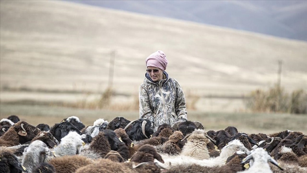 Mimar çoban 3 yılda sürüsünü yüzde 300 katladı!