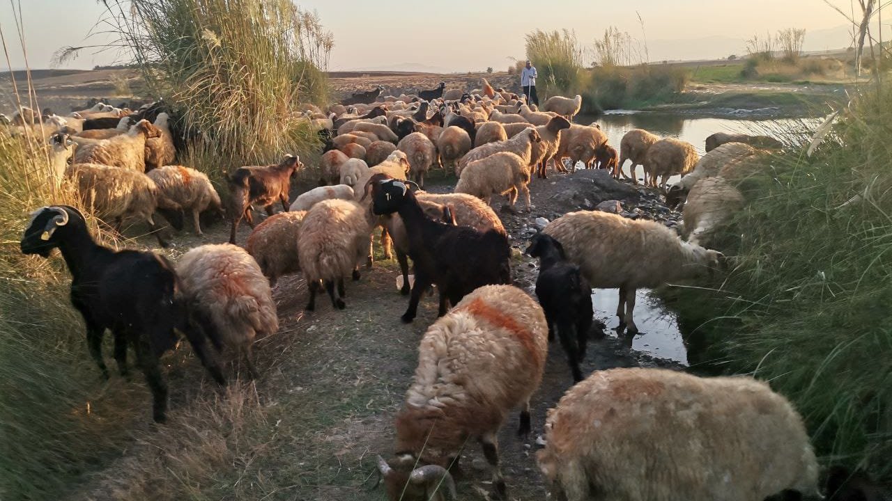 Kahramanmaraş’ta göçerler göçü başladı!
