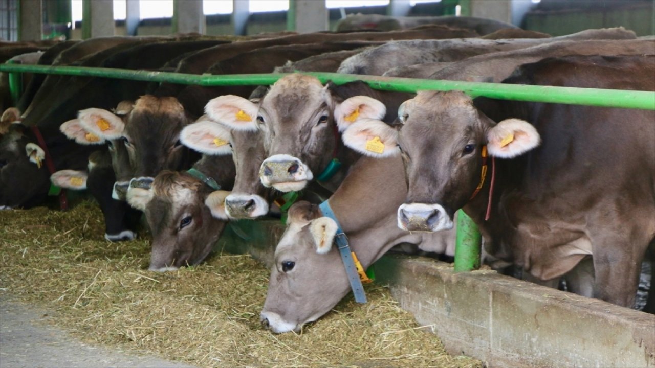 Depremzede besicilere esmer ırkı damızlık sığır desteği!
