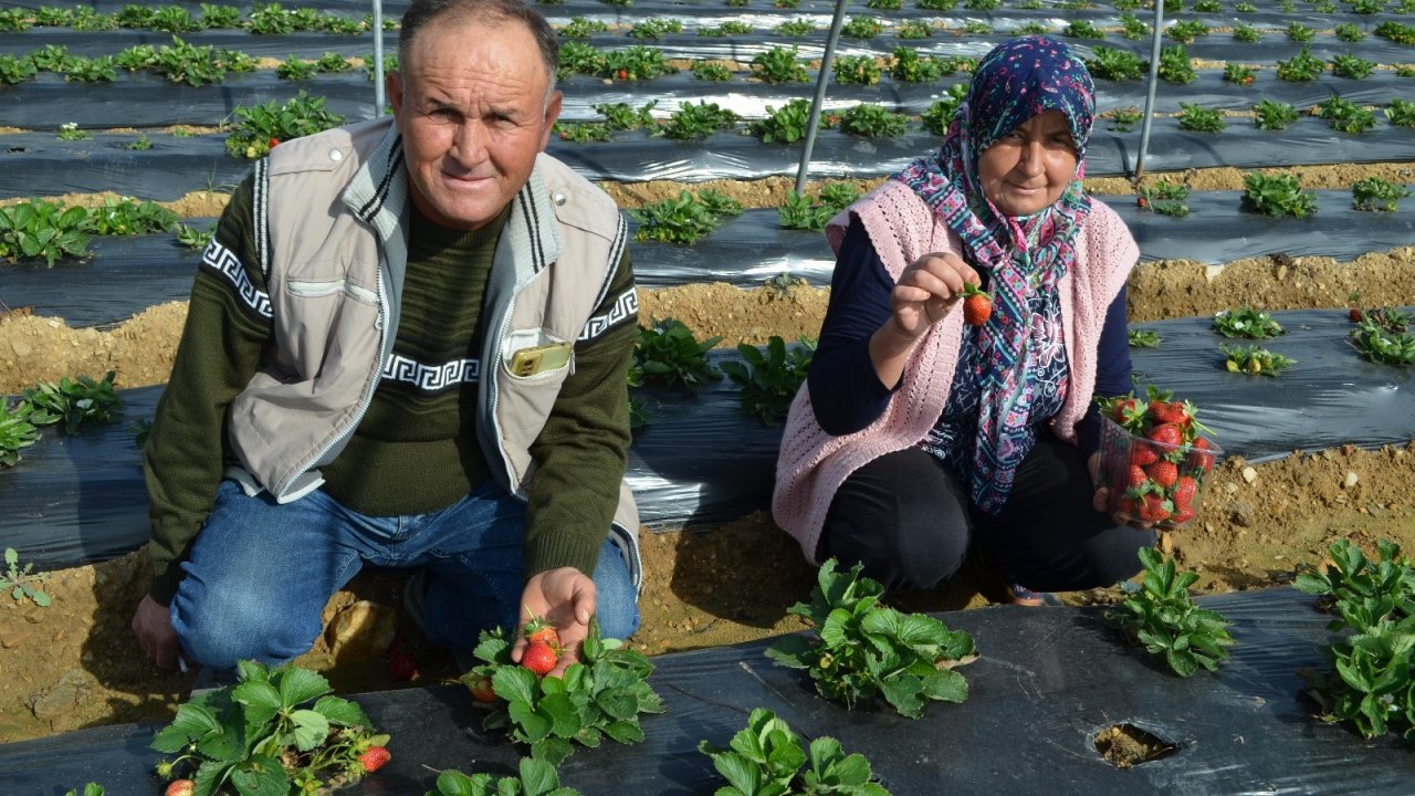Köprübaşı’nda Çilek Üreticisi Memnun