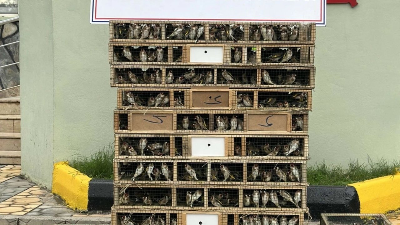 Otomobilde 4 bin saka kuşu ele geçirildi!