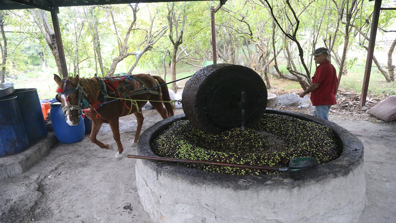 Taş değirmen, zeytinyağında lezzeti ve kaliteyi artırıyor!