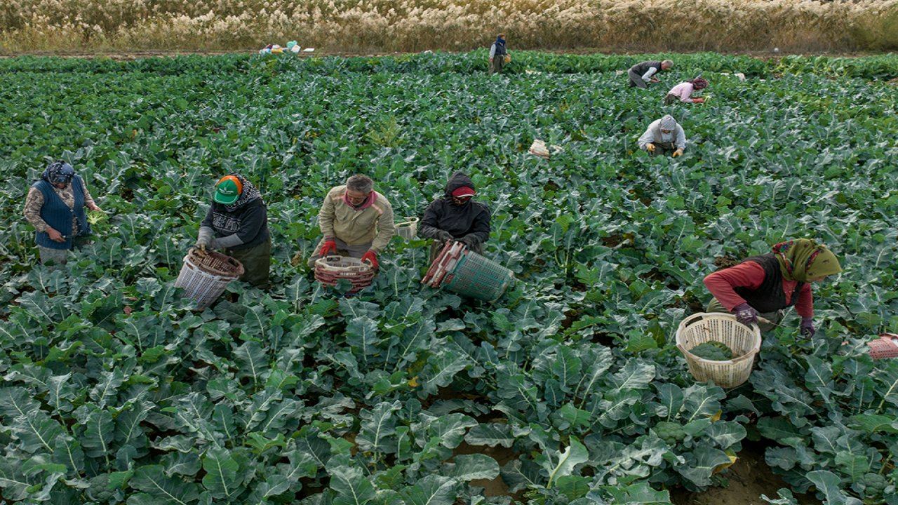  Kasım yağmurları çiftçinin yüzünü güldürdü!