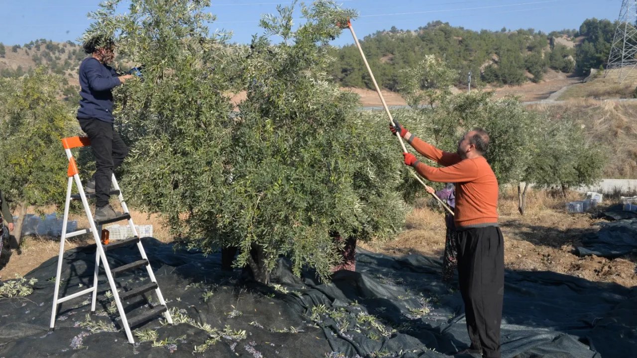 Altın çağını yaşayan Zeytin için Kahramanmaraş’ta hasat etkinliği!