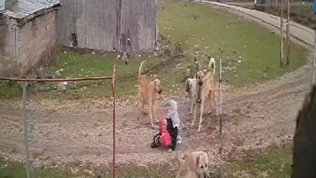 Köpekler 79 yaşındaki kadını parçalamaya çalıştı!