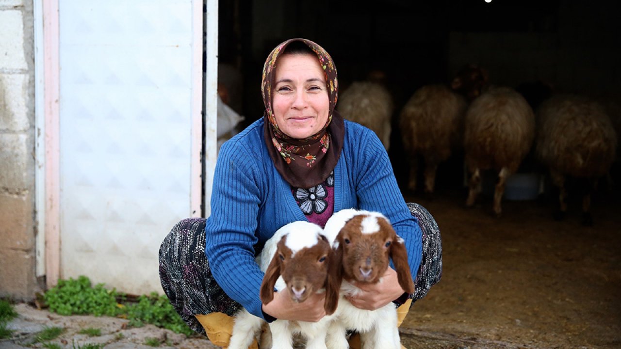 Kadın besici 3 yılda hayvan sayısını 17'den 91'e çıkardı