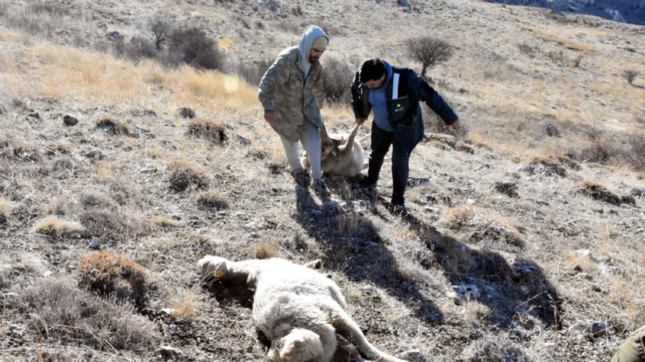Sürüyü kurt yedi!