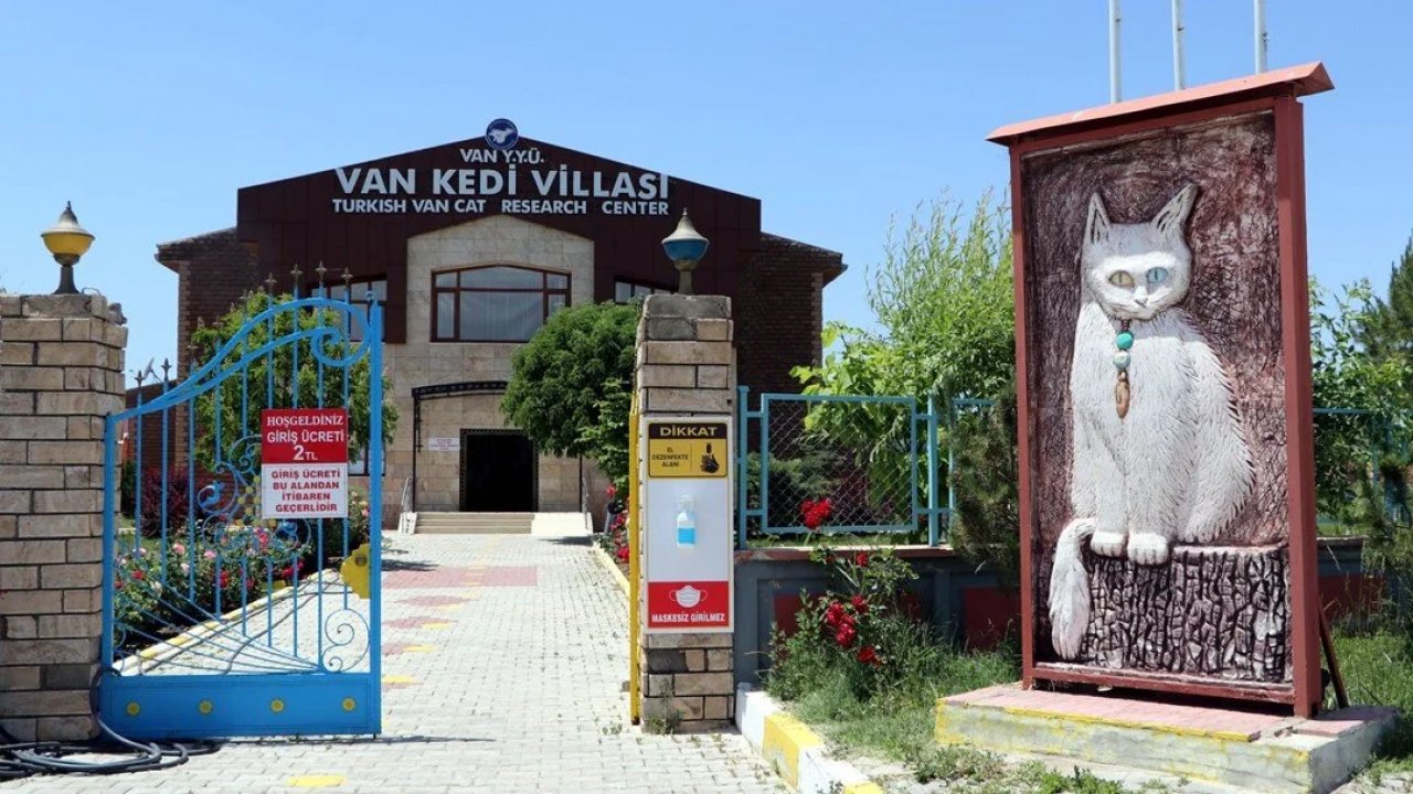 Kedi Villası'nın sakinleri turizm ikonu oldu!