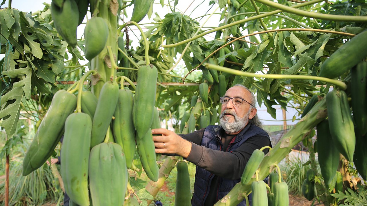 Türkiye’de yetişiyor, her biri 7 kilo geliyor! Yoğun talep var!