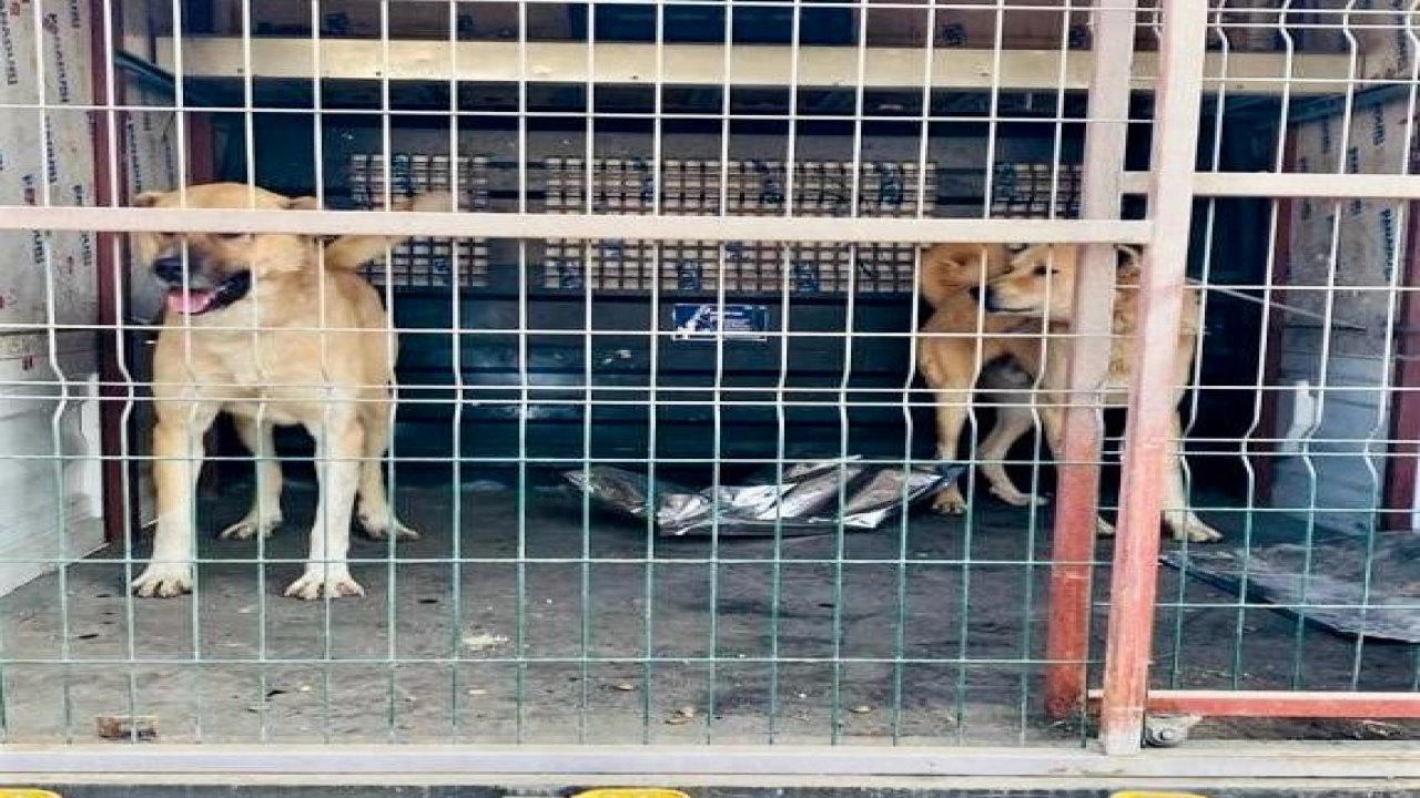 Kahramanmaraş’ta köpek dövüştürenlere baskın! 83 bin lira ceza!