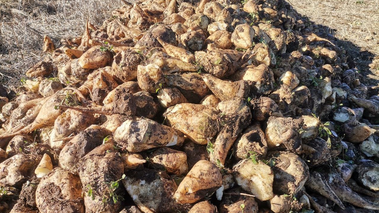 Kahramanmaraş bu yıl şeker üretiminde rekor kırdı!