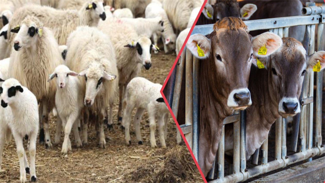 Deprem bölgesindeki yetiştiricilere hayvan dağıtımı tamamlandı!