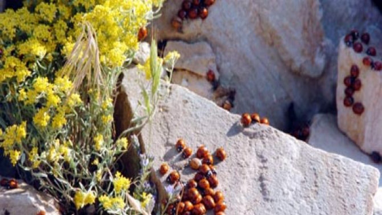 4. Uludaz Uğur Böceği Şenliği