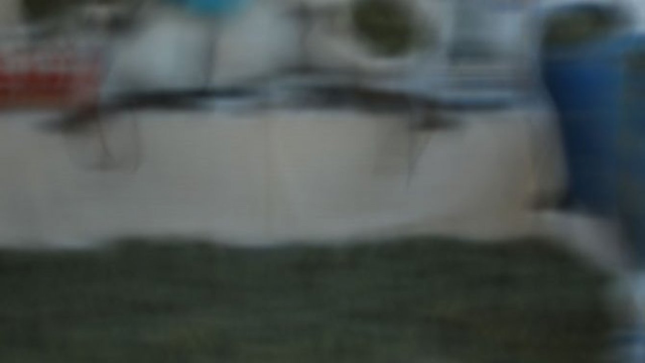 AFŞİN’DE BONZAİ OPERASYONU: 12 GÖZALTI