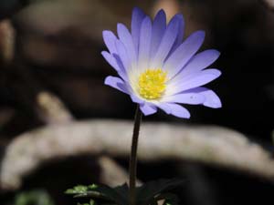 Bitki Zenginliği Doğa Fotoğrafçılarına İlham Veriyor