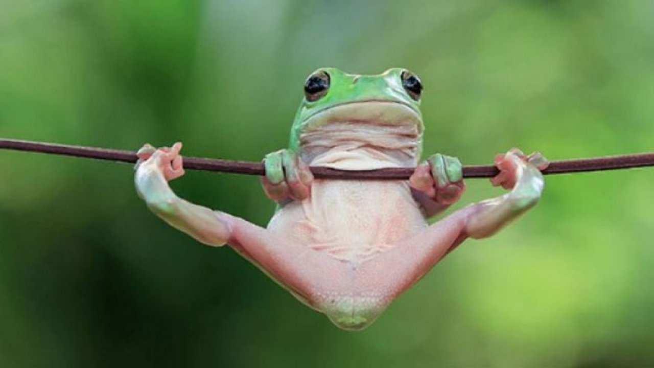 Kurbağaların tahmin edemeyeceğiniz kadar eğlenceli dünyası