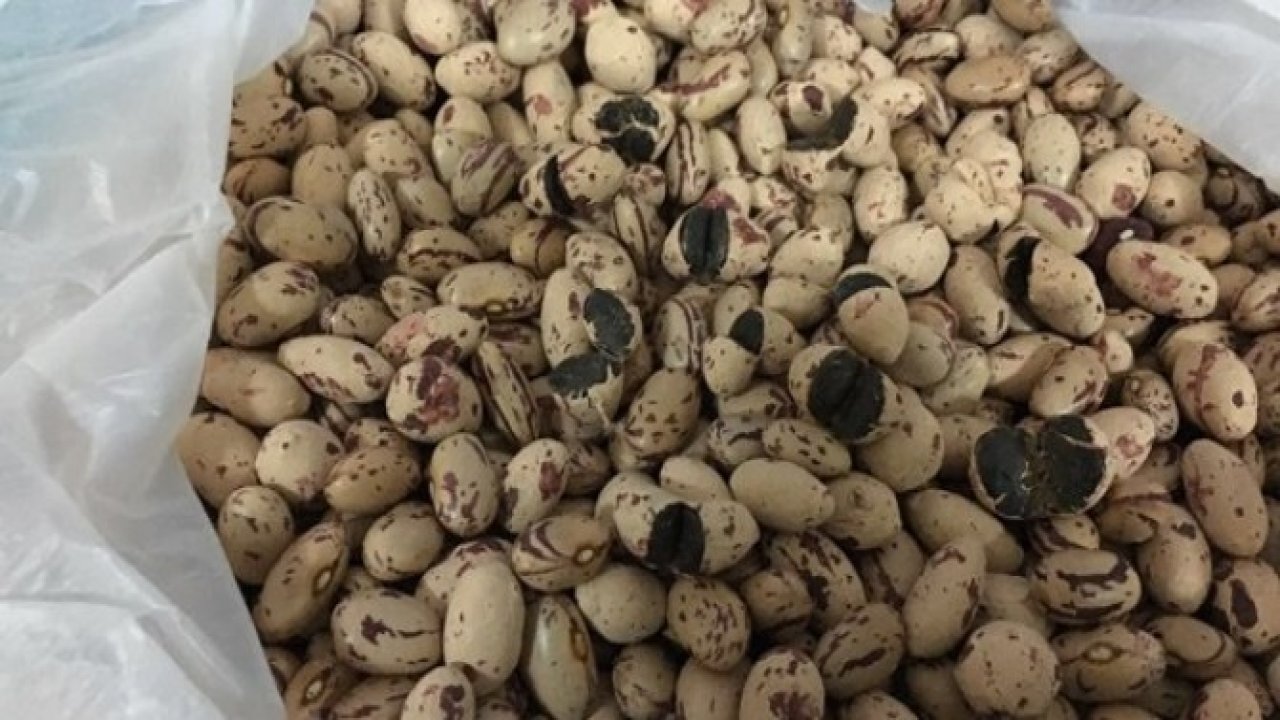 TÜRKİYE'DE İLK DEFA ELE GEÇİRİLDİ!