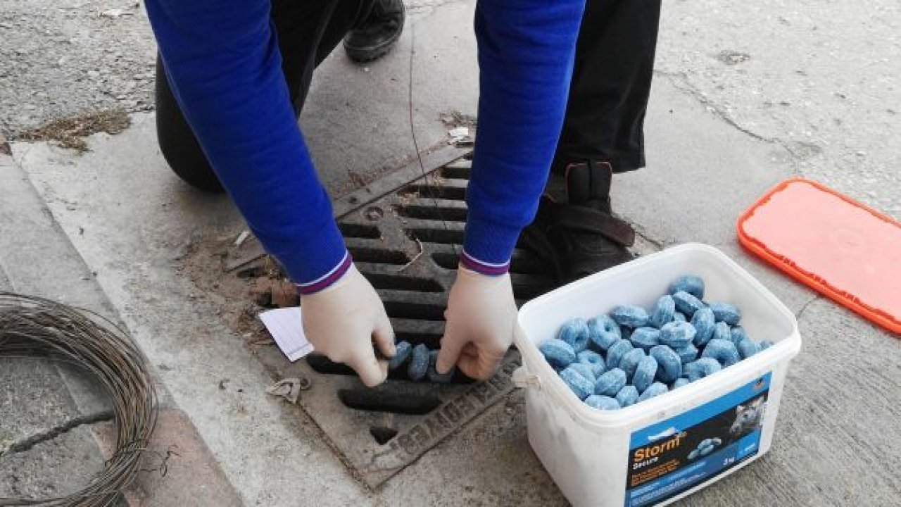 BÜYÜKŞEHİR FARELERE GÖZ AÇTIRMIYOR