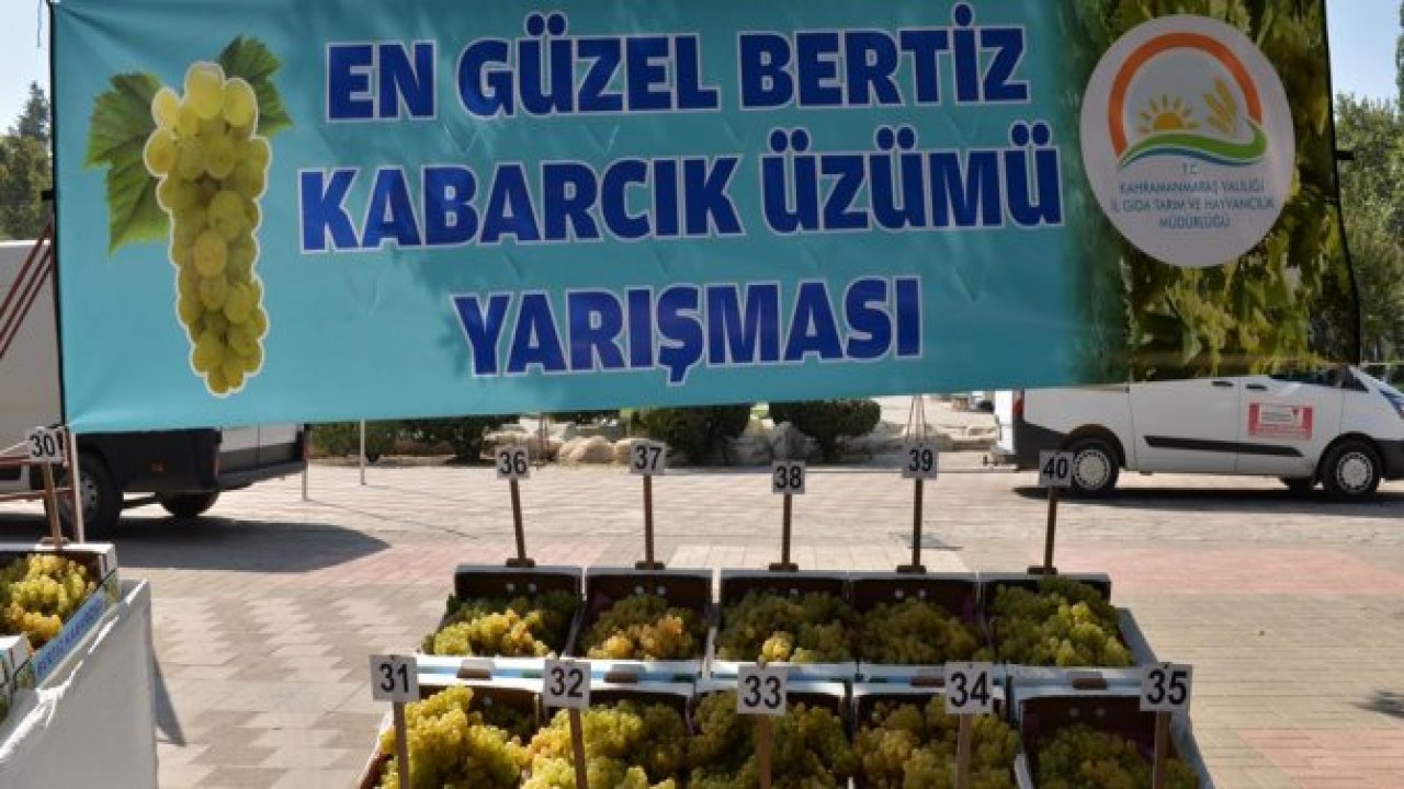 EN GÜZEL BERTİZ KABARCIK ÜZÜMÜ YARIŞMASI YAPILDI
