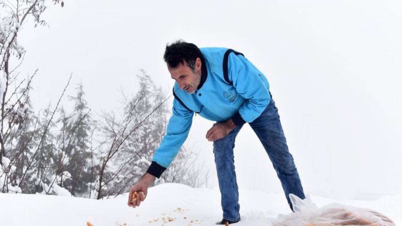 Dulkadiroğlu Belediyesi Yaban Hayvanlarına şefkat eli uzattı