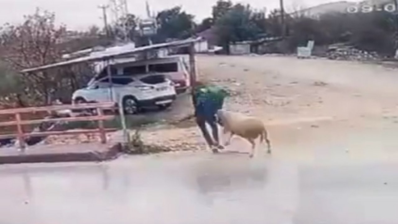 Hırçın koç yayayı nakavt etti!