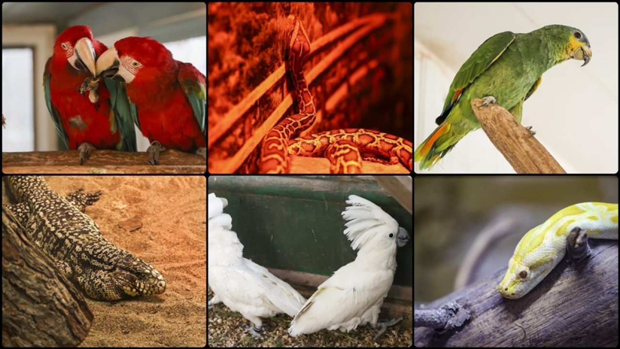 Kaçak komodo ejderi ve piton ele geçirildi!