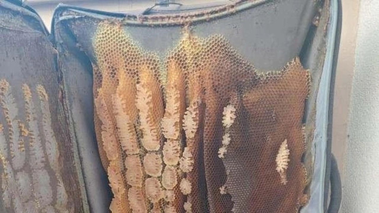 Arılar balkondaki valize bal yaptı!