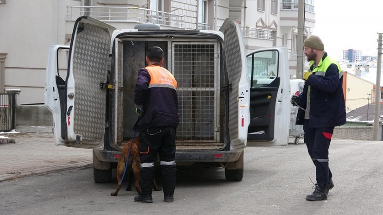 Psikopat köpek önüne çıkana saldırdı!