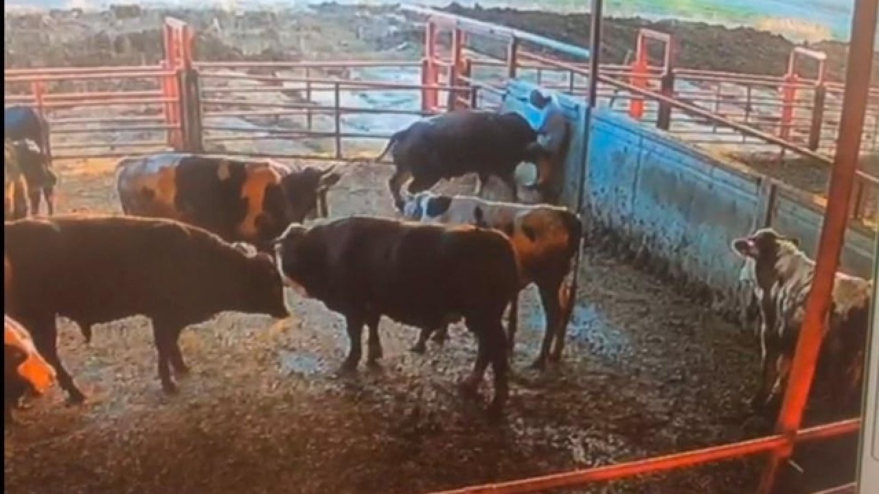 Kızgın boğa sahibine acımadı!