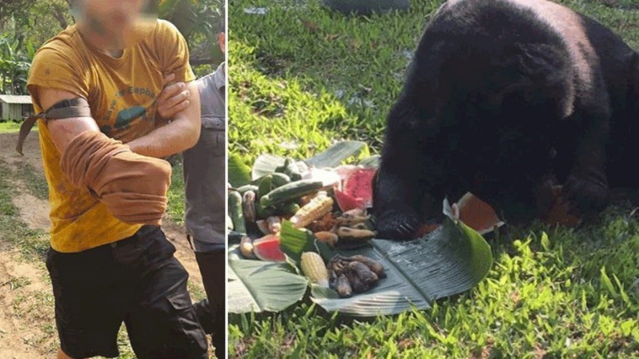 Turistin Ölümcül Mücadelesi! Ayının Pençesinden kurtulmak için kolunu kesti!