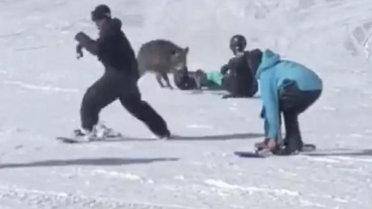 Kayak merkezinde domuz paniği! 7 kişiyi yaralandı!