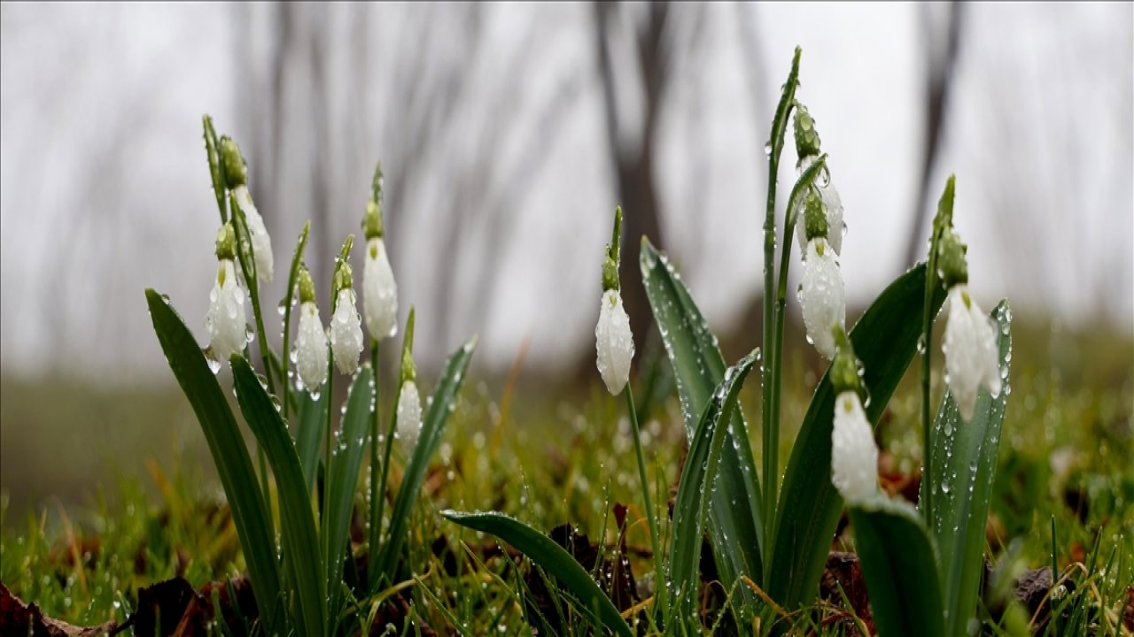 "Yalancı bahar"a aldanarak çiçeklenen bitkiler risk oluşturuyor