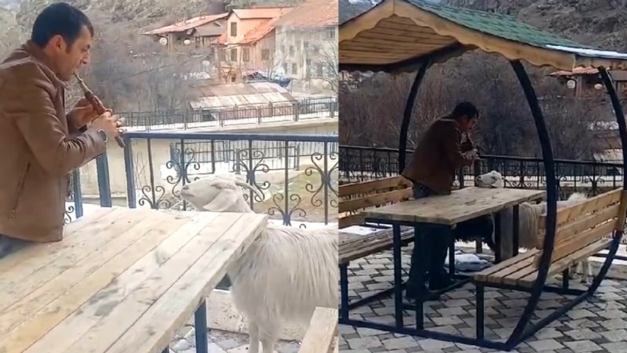 Dolmuş şoförü çaldı keçi dinledi! Görüntüler sosyal medyayı salladı!