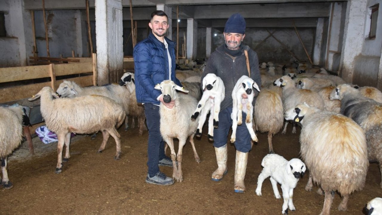 Kahramanmaraş ve Malatya'da besiciler devlet desteğiyle üretime geçti!