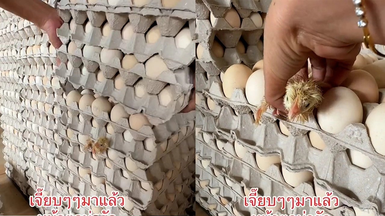 Satışa hazırlanan yumurtaların arasından civciv çıktı!