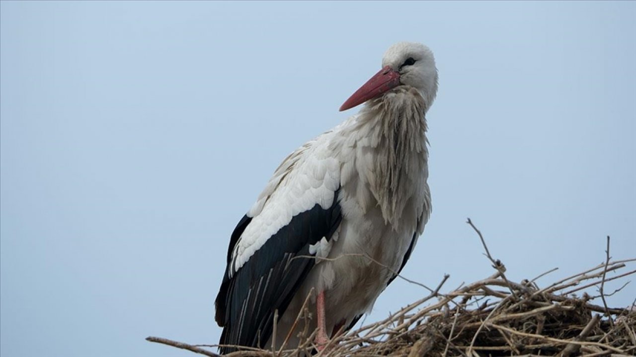 "Baharın müjdecisi" leylekler bu yıl erken geldi!