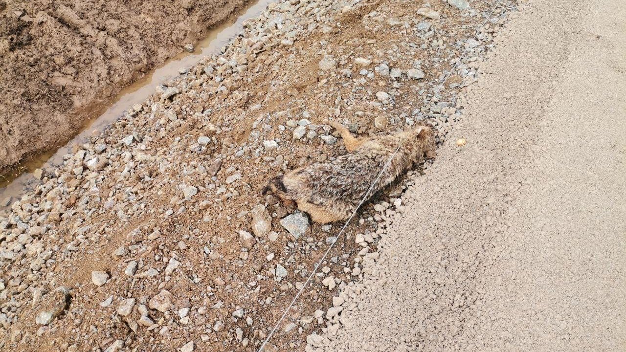 Kahramanmaraş’ta kanala düşen çakalı ekipler kurtardı!