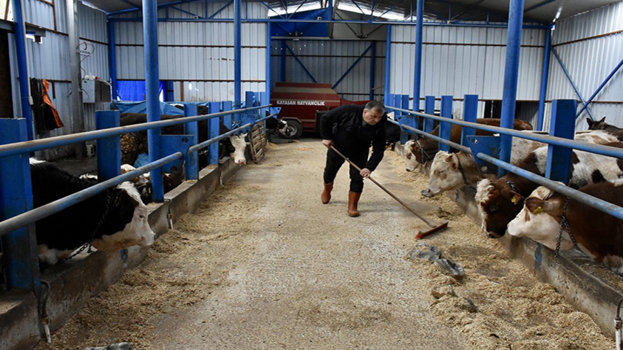 Şehir hayatını bırakıp besici oldu!