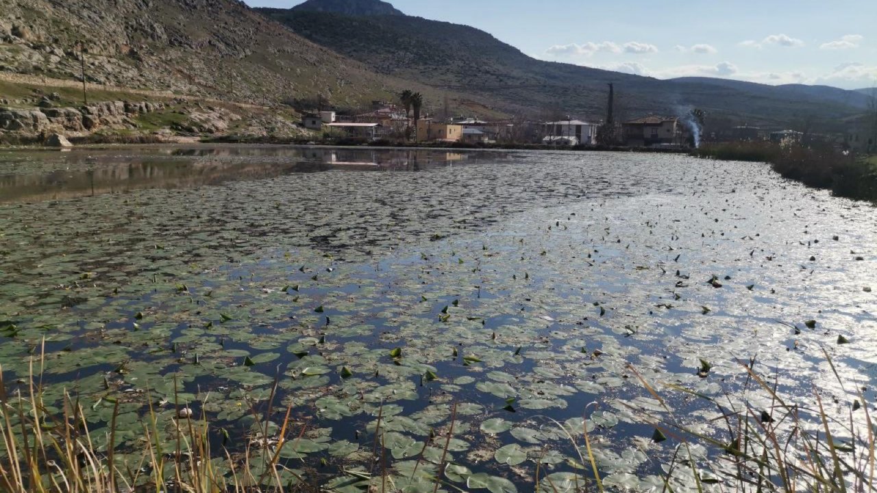 Kahramanmaraş’ta Nilüfer Çiçekleri tehdit altında!