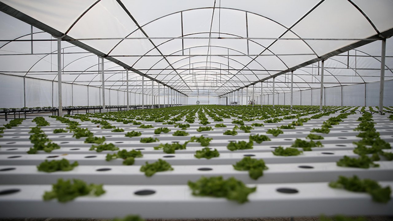 İki arkadaş topraksız tarımla marul üretimine başladı!
