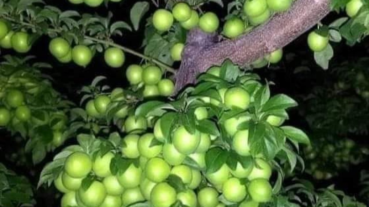 2024’ün ilk eriği bin liradan satışa çıktı!