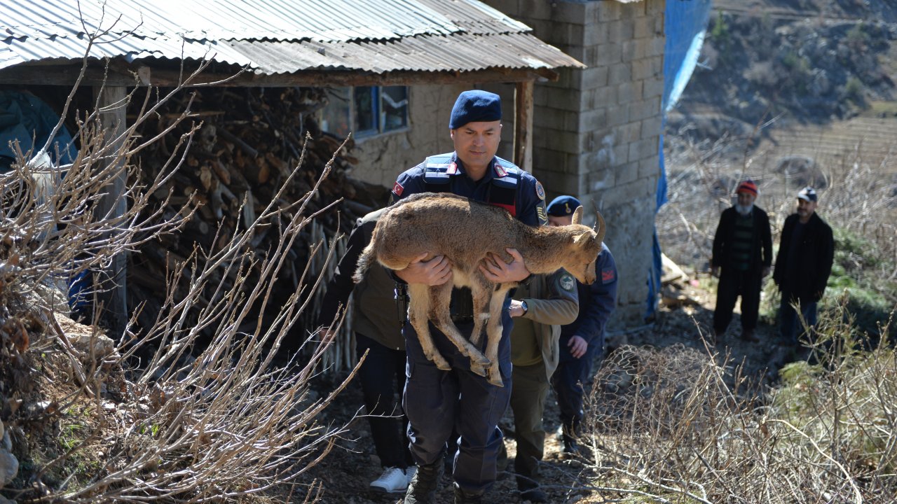Kahramanmaraş'ta yaban keçisi tedavisinin ardından doğaya salınacak
