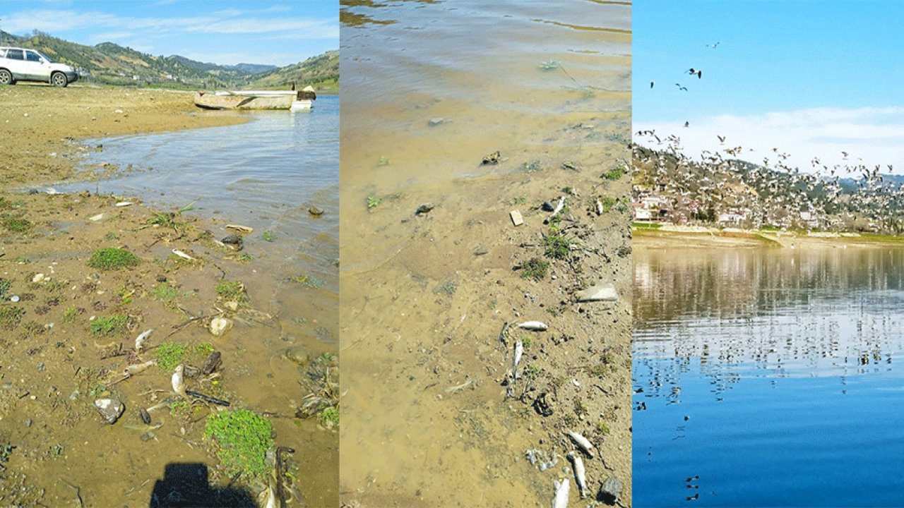 Kahramanmaraş’ta kimyasal atıklar canlıları tehdit ediyor!