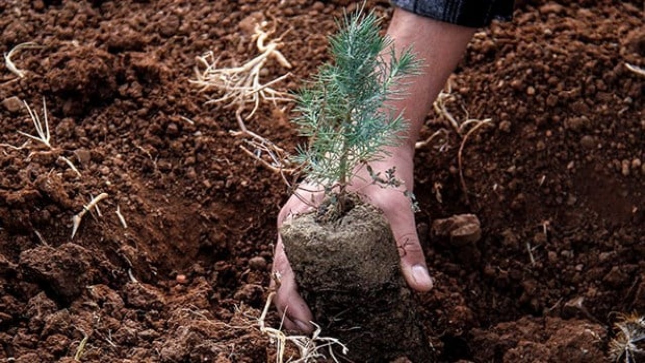 Kahramanmaraş'a 2024 yılında 1 milyon 350 bin fidan dikilecek!