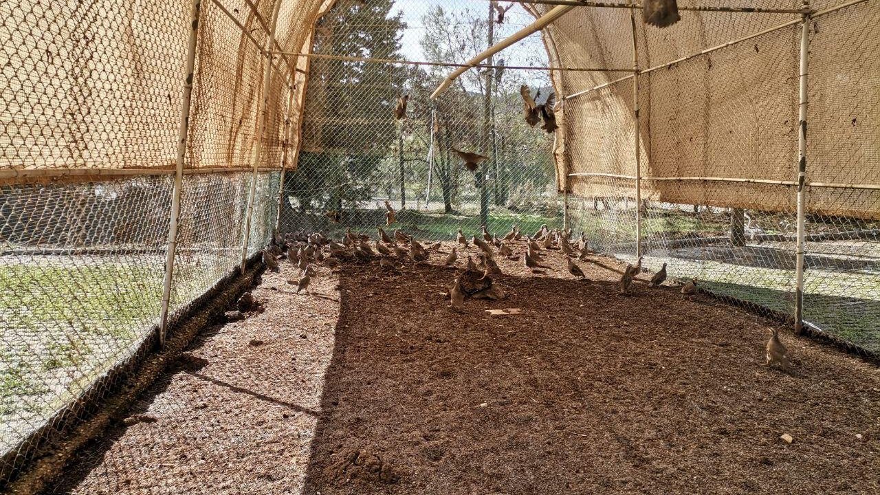 Kahramanmaraş zararlılara karşı biyolojik mücadele merkezi oldu!