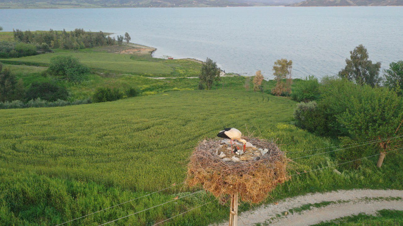 Kahramanmaraş’ta Leylek ve Yavruları drone ile görüntülendi!